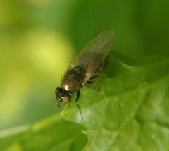 Calliopum by (c) carnifex, some rights reserved (CC BY), uploaded by carnifex. Used under a CC-BY license.