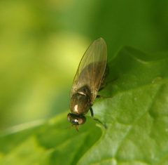 Calliopum by (c) carnifex, some rights reserved (CC BY), uploaded by carnifex. Used under a CC-BY license.