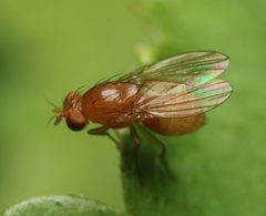 Homoneura unguiculata by (c) Zachary Dankowicz, some rights reserved (CC BY), uploaded by Zachary Dankowicz. Used under a CC-BY license.