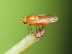 Homoneura unguiculata by (c) Katja Schulz, some rights reserved (CC BY), uploaded by Katja Schulz. Used under a CC-BY license.