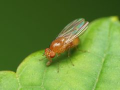 Homoneura unguiculata by (c) Katja Schulz, some rights reserved (CC BY), uploaded by Katja Schulz. Used under a CC-BY license.
