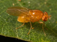 Homoneura unguiculata by (c) portioid, some rights reserved (CC BY), uploaded by portioid. Used under a CC-BY license.