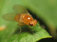 Neogriphoneura sordida by (c) Katja Schulz, some rights reserved (CC BY). Used under a CC-BY license.