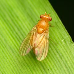 Neogriphoneura sordida by (c) Katja Schulz, some rights reserved (CC BY). Used under a CC-BY license.
