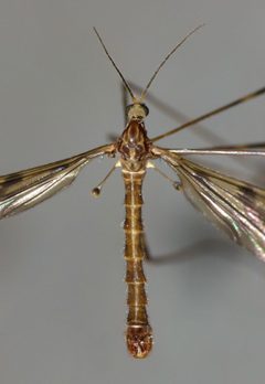 Austrolimnophila by (c) Steve Kerr, some rights reserved (CC BY), uploaded by Steve Kerr. Used under a CC-BY license.