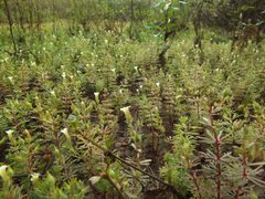 Limnophila by (c) Siddarth Machado, some rights reserved (CC BY), uploaded by Siddarth Machado. Used under a CC-BY license.