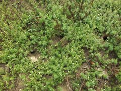 Limnophila by (c) Siddarth Machado, some rights reserved (CC BY), uploaded by Siddarth Machado. Used under a CC-BY license.