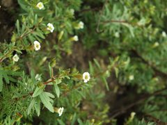 Limnophila by (c) Siddarth Machado, some rights reserved (CC BY), uploaded by Siddarth Machado. Used under a CC-BY license.
