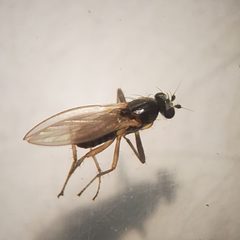Lonchoptera uniseta by (c) Bennett Grappone, some rights reserved (CC BY), uploaded by Bennett Grappone. Used under a CC-BY license.