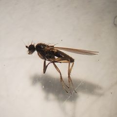 Lonchoptera uniseta by (c) Bennett Grappone, some rights reserved (CC BY), uploaded by Bennett Grappone. Used under a CC-BY license.
