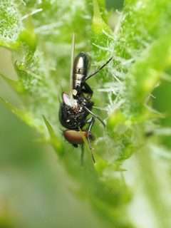 Milichiella lacteipennis by (c) Katja Schulz, some rights reserved (CC BY), uploaded by Katja Schulz. Used under a CC-BY license.