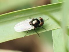 Milichiella lacteipennis by (c) Katja Schulz, some rights reserved (CC BY), uploaded by Katja Schulz. Used under a CC-BY license.