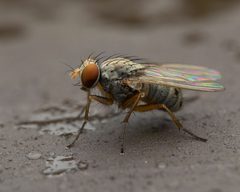 Neodexiopsis calopyga by (c) Zachary Dankowicz, some rights reserved (CC BY), uploaded by Zachary Dankowicz. Used under a CC-BY license.