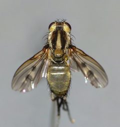 Coenosiinae by (c) Steve Kerr, some rights reserved (CC BY), uploaded by Steve Kerr. Used under a CC-BY license.