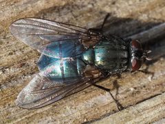 Eudasyphora by (c) Michael Knapp, some rights reserved (CC BY), uploaded by Michael Knapp. Used under a CC-BY license.
