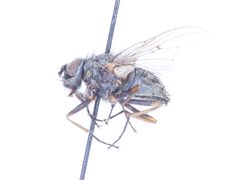Helina rufitibia by no rights reserved, uploaded by Robbie Hannawacker. Used under a CC0 license.