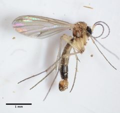 Gnoristinae by (c) Don Loarie, some rights reserved (CC BY). Used under a CC-BY license.