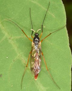 Leptomorphus by (c) skitterbug, some rights reserved (CC BY), uploaded by skitterbug. Used under a CC-BY license.