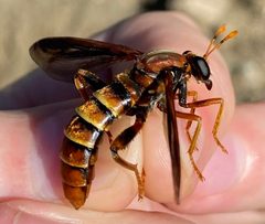 Mydas arizonensis by (c) Tristan A. McKnight, some rights reserved (CC BY), uploaded by Tristan A. McKnight. Used under a CC-BY license.