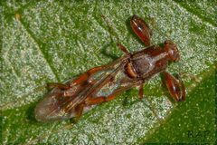Ceratopogonidae by (c) RAP, some rights reserved (CC BY), uploaded by RAP. Used under a CC-BY license.