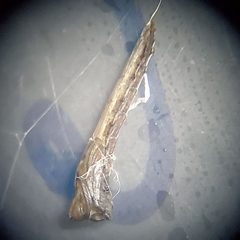 Leptomorphus hyalinus by (c) Will Kuhn, some rights reserved (CC BY), uploaded by Will Kuhn. Used under a CC-BY license.