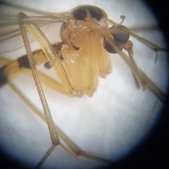 Leptomorphus hyalinus by (c) Will Kuhn, some rights reserved (CC BY), uploaded by Will Kuhn. Used under a CC-BY license.