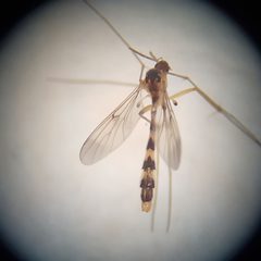 Leptomorphus hyalinus by (c) Will Kuhn, some rights reserved (CC BY), uploaded by Will Kuhn. Used under a CC-BY license.
