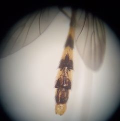 Leptomorphus hyalinus by (c) Will Kuhn, some rights reserved (CC BY), uploaded by Will Kuhn. Used under a CC-BY license.