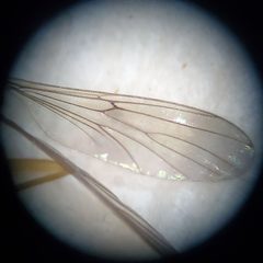 Leptomorphus hyalinus by (c) Will Kuhn, some rights reserved (CC BY), uploaded by Will Kuhn. Used under a CC-BY license.