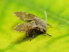 Clogmia albipunctata by (c) Katja Schulz, some rights reserved (CC BY). Used under a CC-BY license.