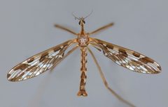 Tanyderidae by (c) Steve Kerr, some rights reserved (CC BY), uploaded by Steve Kerr. Used under a CC-BY license.