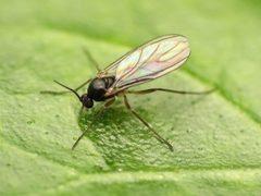Sciaridae by (c) Katja Schulz, some rights reserved (CC BY), uploaded by Katja Schulz. Used under a CC-BY license.