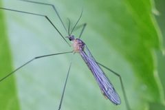 Pilaria tenuipes by (c) Bill Keim, some rights reserved (CC BY). Used under a CC-BY license.