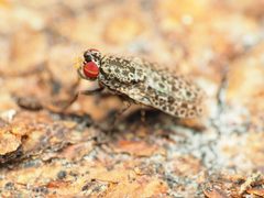 Traginops irroratus by (c) Katja Schulz, some rights reserved (CC BY), uploaded by Katja Schulz. Used under a CC-BY license.