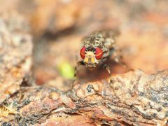 Traginops irroratus by (c) Katja Schulz, some rights reserved (CC BY), uploaded by Katja Schulz. Used under a CC-BY license.