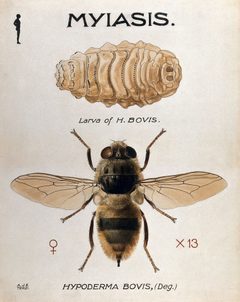Hypodermatinae by (c) anonymous, some rights reserved (CC BY). Used under a CC-BY license.