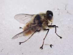 Hypodermatinae by (c) Trevor Van Loon, some rights reserved (CC BY), uploaded by Trevor Van Loon. Used under a CC-BY license.