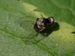 Polyporivora polypori by (c) giantcicada, some rights reserved (CC BY), uploaded by giantcicada. Used under a CC-BY license.