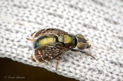 Amphicnephes by (c) Trevor Edmonson, some rights reserved (CC BY), uploaded by Trevor Edmonson. Used under a CC-BY license.