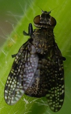Platystoma by (c) bernhard_hiller, some rights reserved (CC BY), uploaded by bernhard_hiller. Used under a CC-BY license.