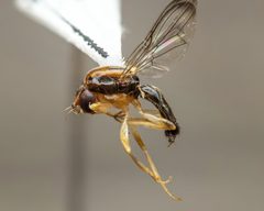 Chyliza apicalis by (c) Zachary Dankowicz, some rights reserved (CC BY), uploaded by Zachary Dankowicz. Used under a CC-BY license.