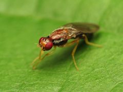 Chyliza apicalis by (c) Katja Schulz, some rights reserved (CC BY). Used under a CC-BY license.