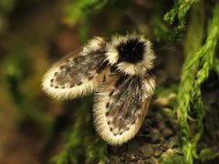 Lepiseodina by (c) Katja Schulz, some rights reserved (CC BY). Used under a CC-BY license.