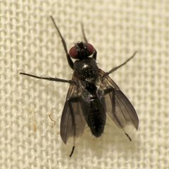 Melanophora roralis by (c) Katja Schulz, some rights reserved (CC BY). Used under a CC-BY license.