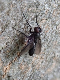 Melanophora roralis by (c) Paul Cook, some rights reserved (CC BY), uploaded by Paul Cook. Used under a CC-BY license.