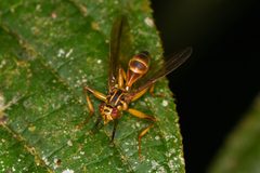 Richardiidae by (c) Trevor Van Loon, some rights reserved (CC BY), uploaded by Trevor Van Loon. Used under a CC-BY license.