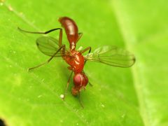 Richardiidae by (c) Katja Schulz, some rights reserved (CC BY). Used under a CC-BY license.