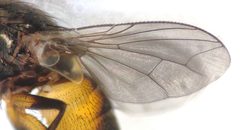 Metopia sinipalpis by (c) Isaac Winkler, some rights reserved (CC BY), uploaded by Isaac Winkler. Used under a CC-BY license.