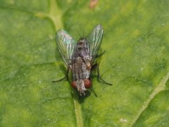 Taxigramma heteroneura by (c) Michael Knapp, some rights reserved (CC BY), uploaded by Michael Knapp. Used under a CC-BY license.
