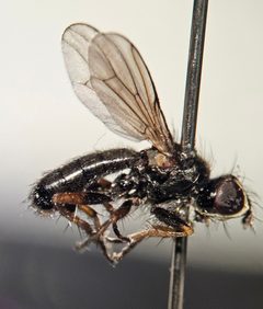 Cordilura intermedia by (c) Bennett Grappone, some rights reserved (CC BY), uploaded by Bennett Grappone. Used under a CC-BY license.
